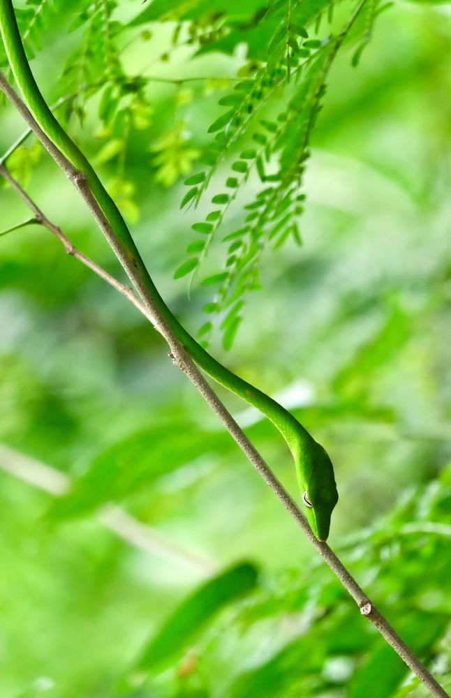 Photograph by Kang Song Guan