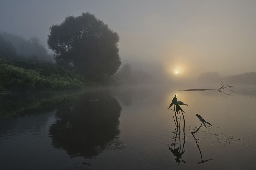 Утро стрелолиста
