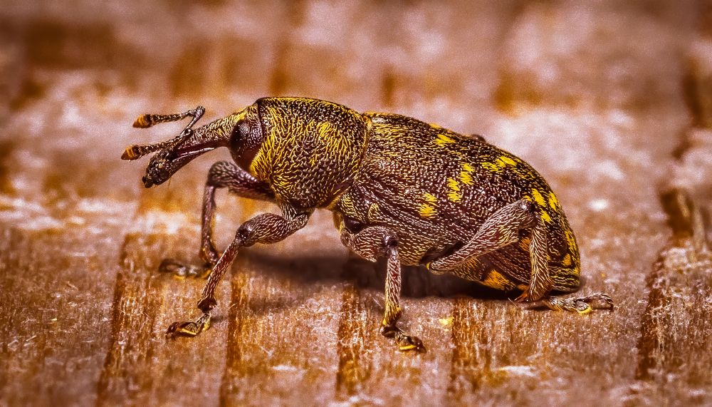 Photograph by Антон Парфентьев