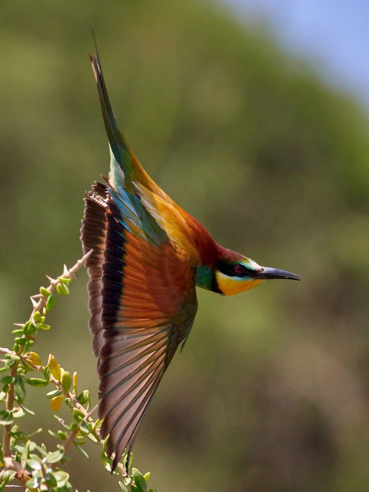 Photograph by Ilan Horn