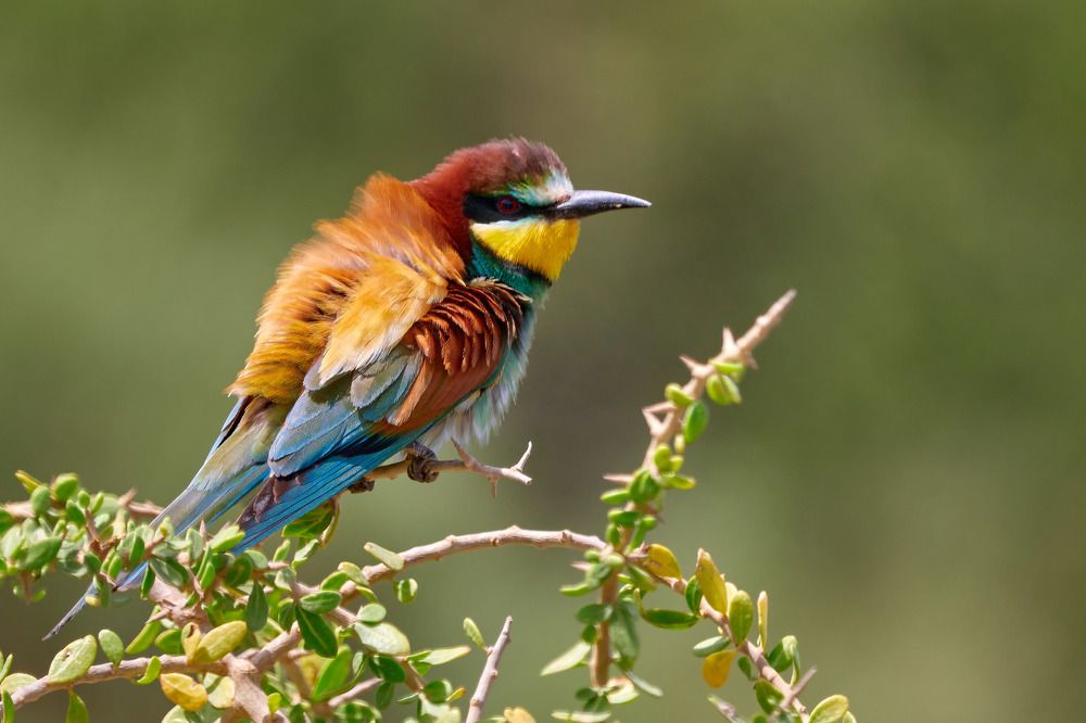 Photograph by Ilan Horn