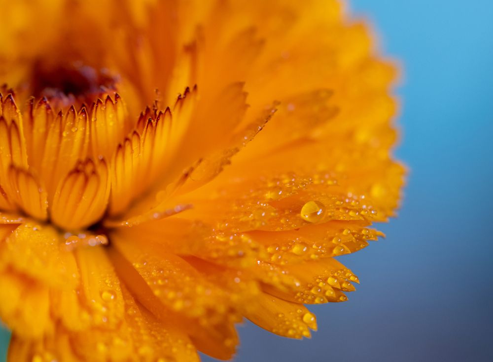 Фотография автора Rizvi Abbas