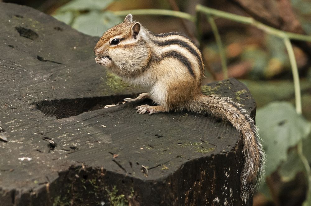 Photograph by Сергей Балухта