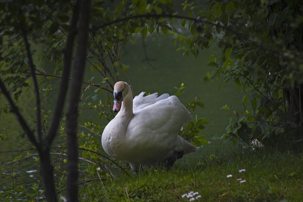 Передо мной явилась ты ... как гений чистой красоты