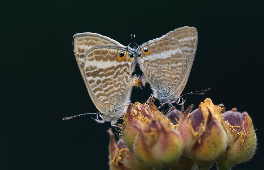 Photograph by Canel Ölgün