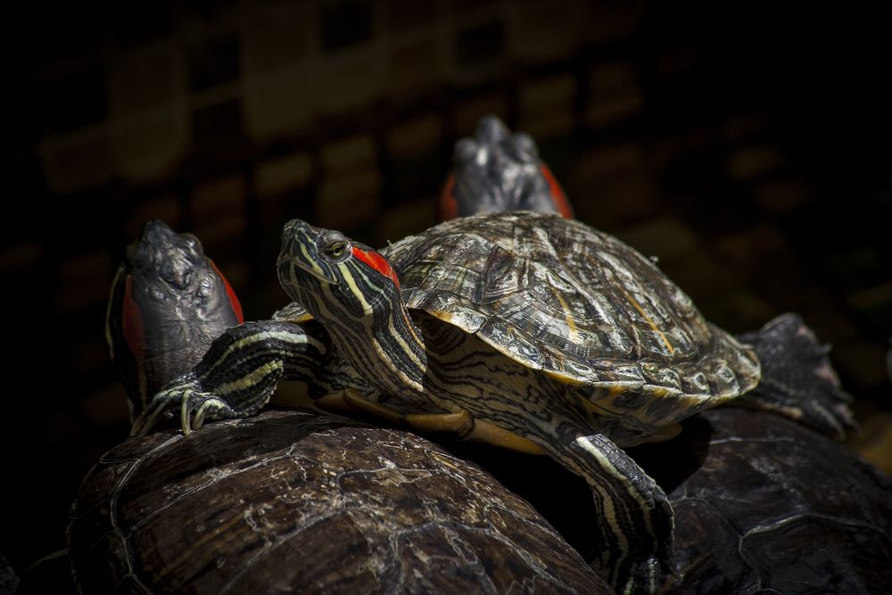 Кто выше, тот и главнее.