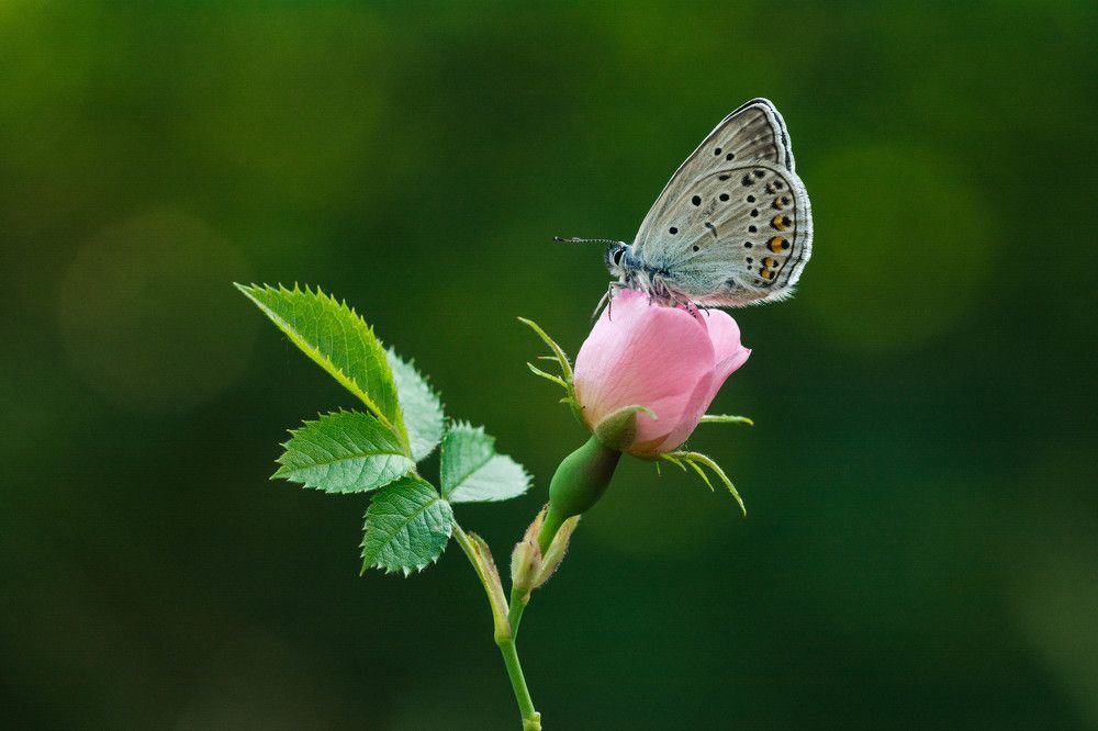 Photograph by Canel Ölgün