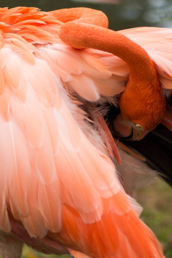 Фотография автора Elshafei Salih