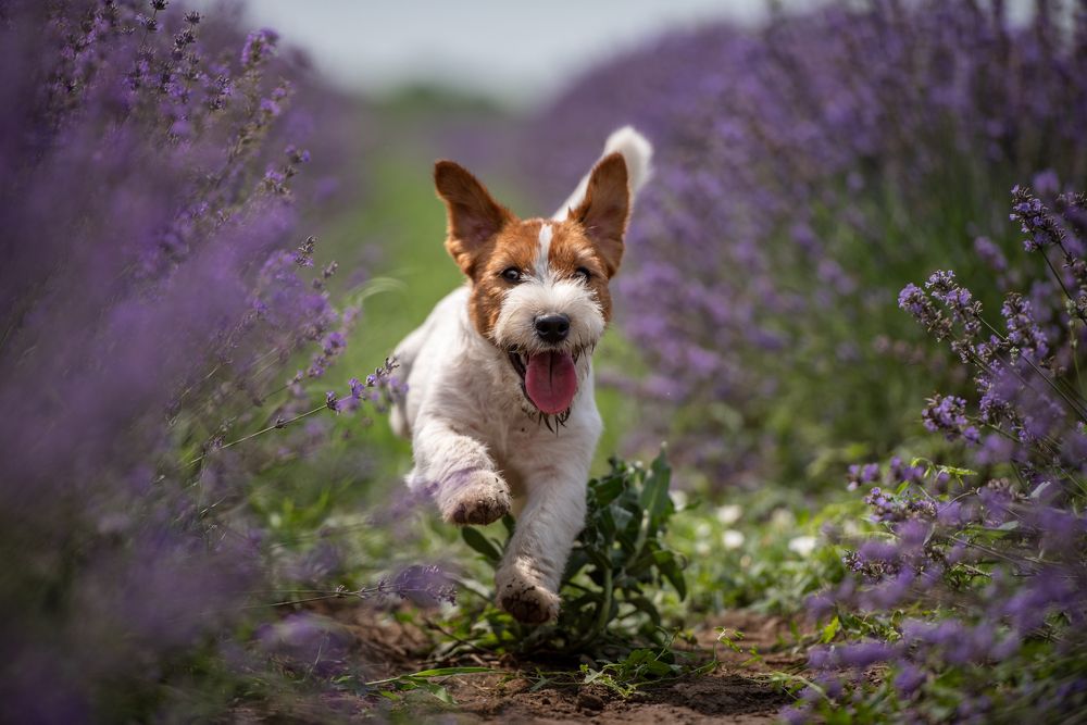 Photograph by Виола Поликарпова