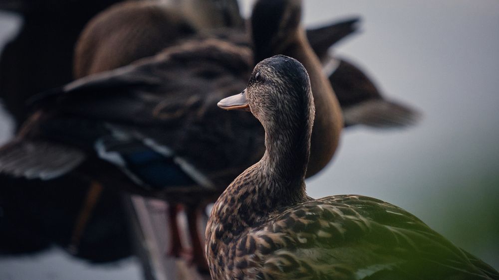 Photograph by Александр Серняк