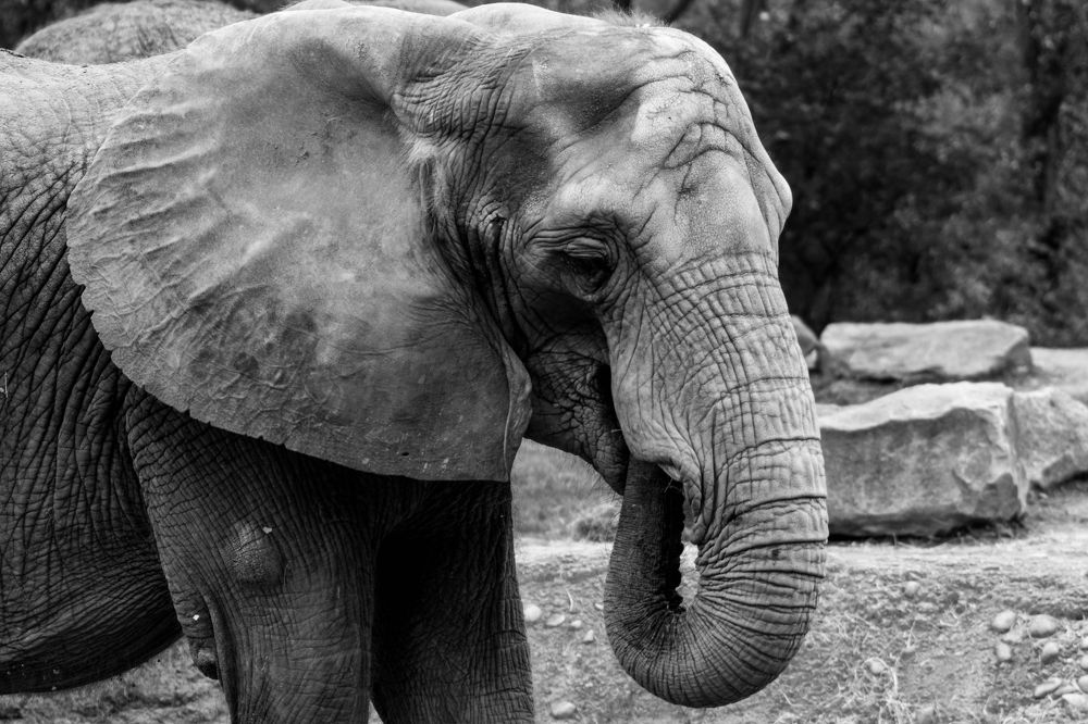 Фотография автора Elshafei Salih