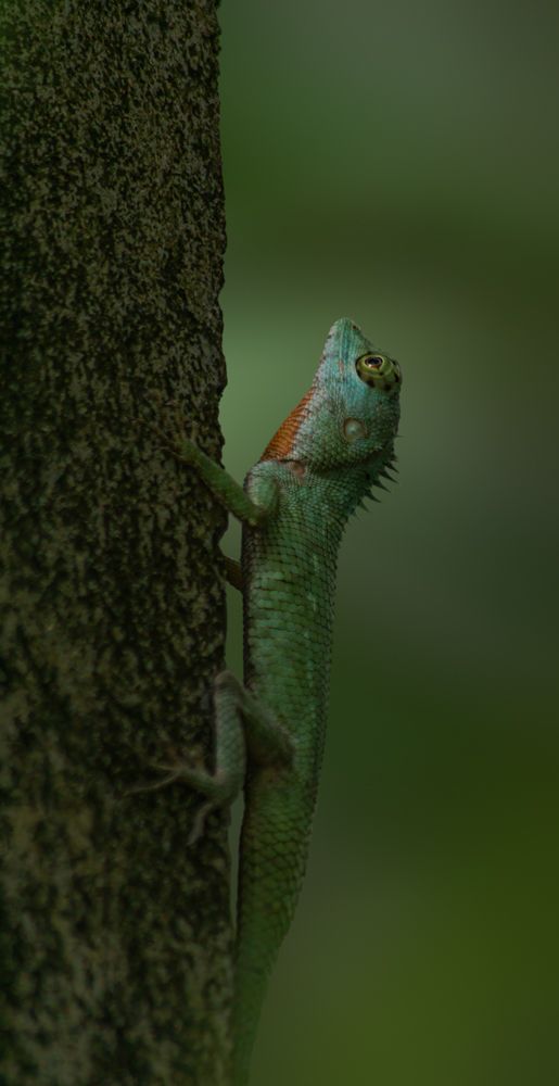 whistling lizard