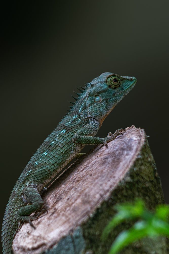 Photograph by Kushan Madushanka Sonnadara