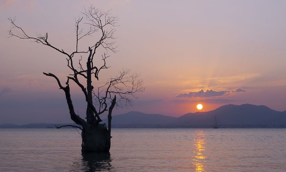 Дерево в воде - Tree in the water