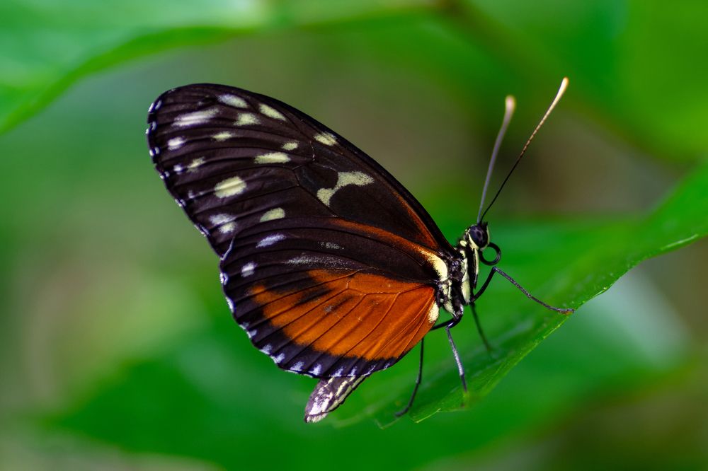 Фотография автора Elshafei Salih