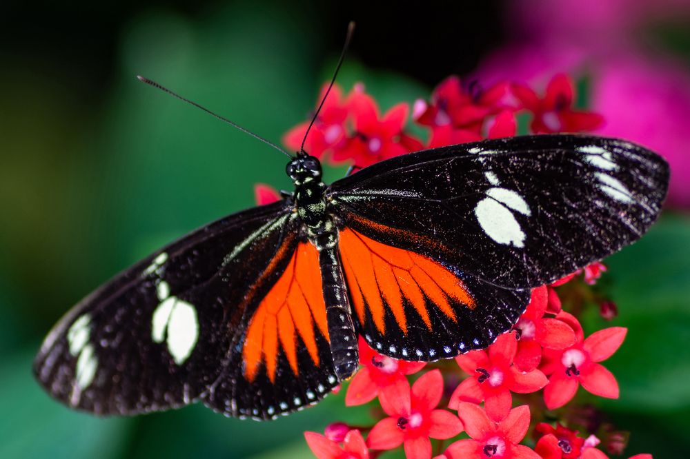 Фотография автора Elshafei Salih