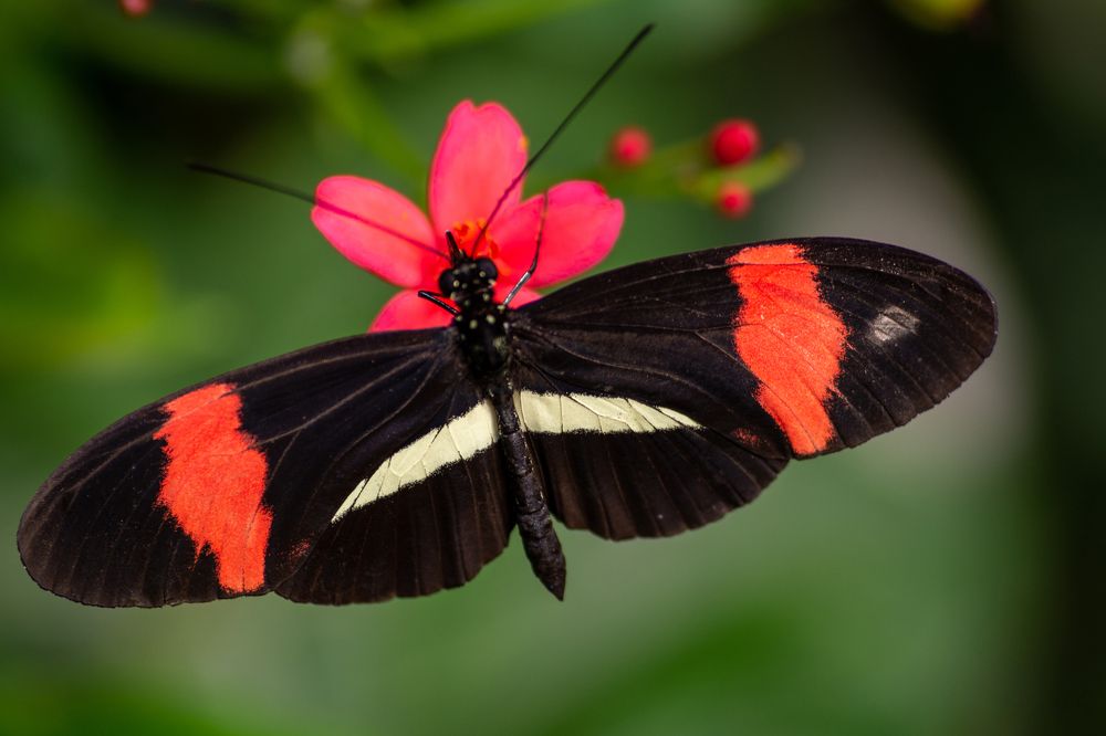 Фотография автора Elshafei Salih