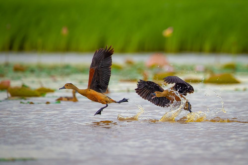 Photograph by Rin Võ