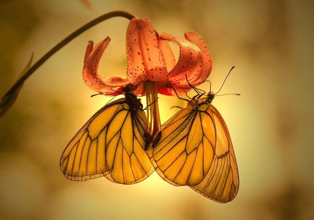 Встреча на цветке.