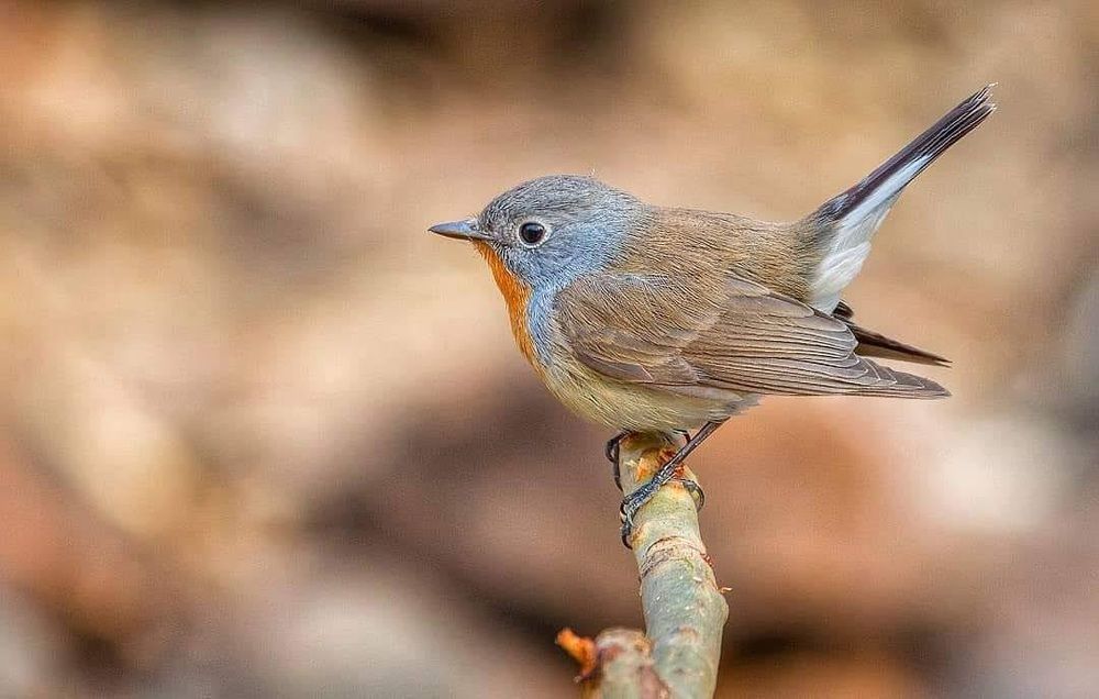 Photograph by Rajesh Srinivasan