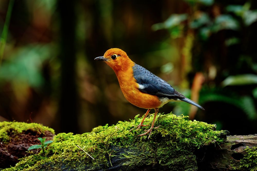 Photograph by Chee Fui Chin