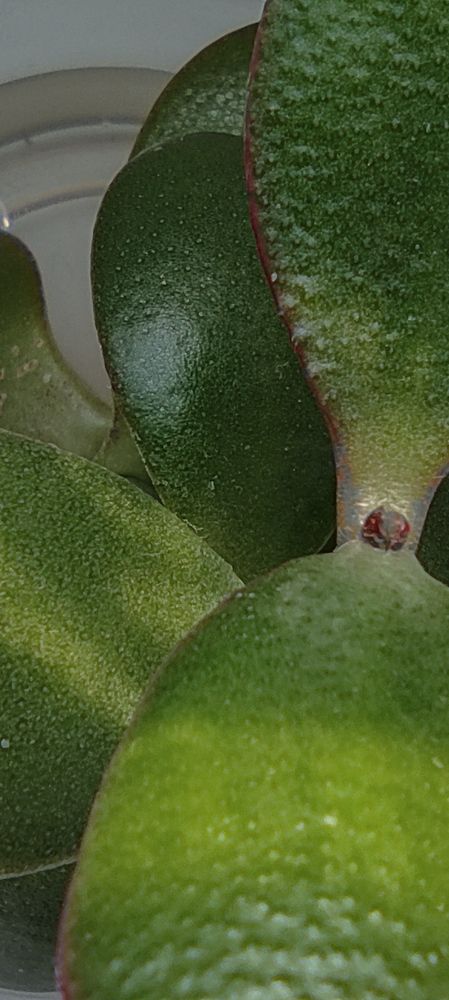 Фотография автора Надежда Конева