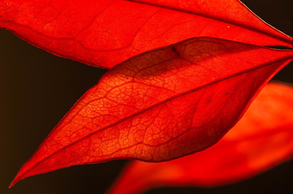 Photograph by Petro Hartman