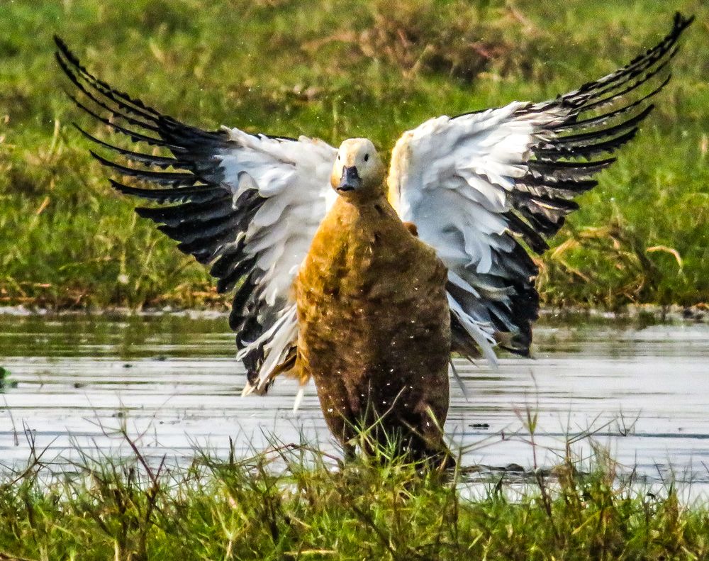 Photograph by Susmita Paul