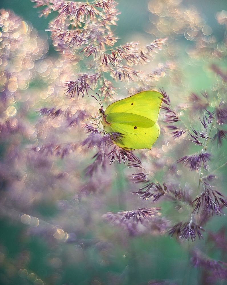 Lemon beauty/Лимонная красавица