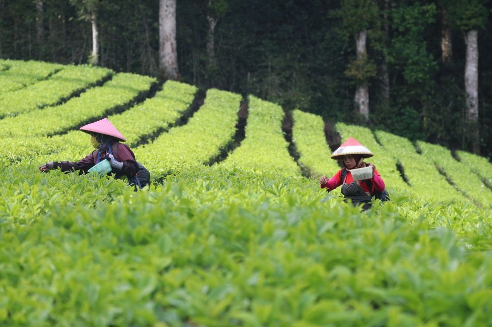 Tea Farmer
