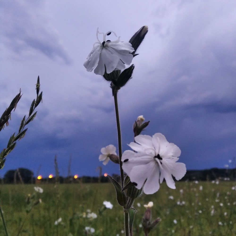 Перед дождем