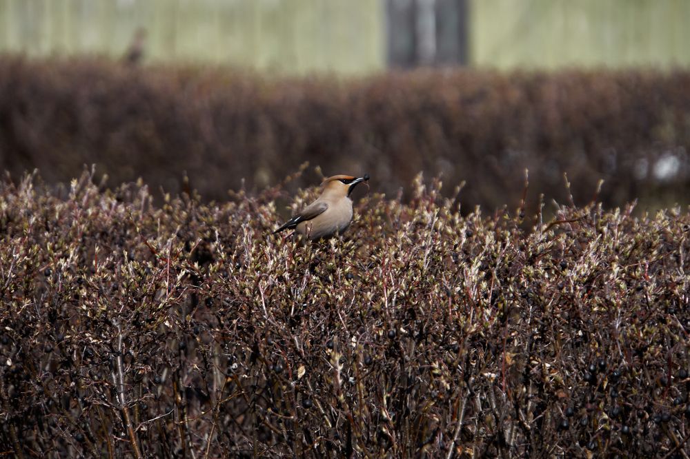 Фотография автора Игорь Игоревич