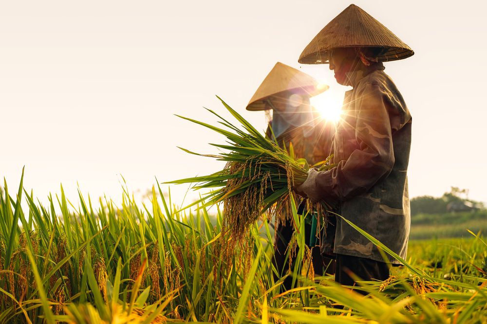 Photograph by Nguyen Ngoc Tuan