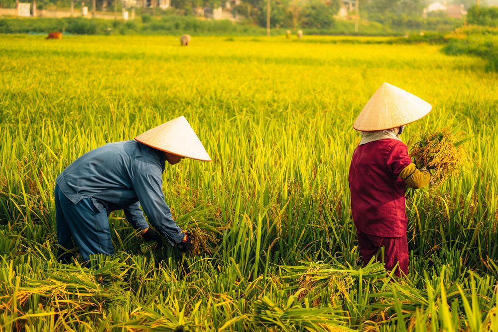 Photograph by Nguyen Ngoc Tuan
