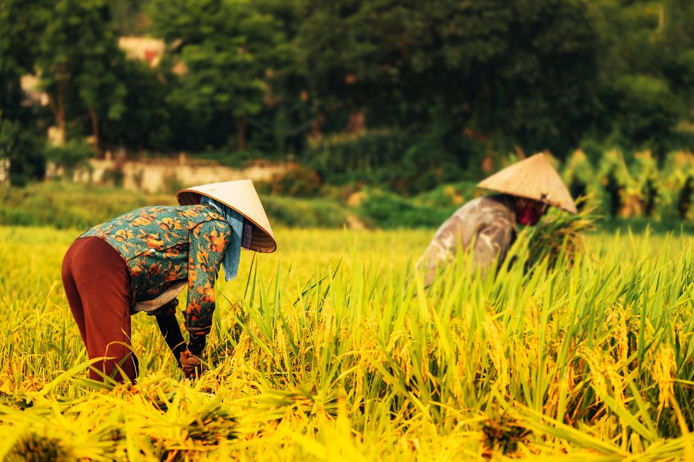 Photograph by Nguyen Ngoc Tuan