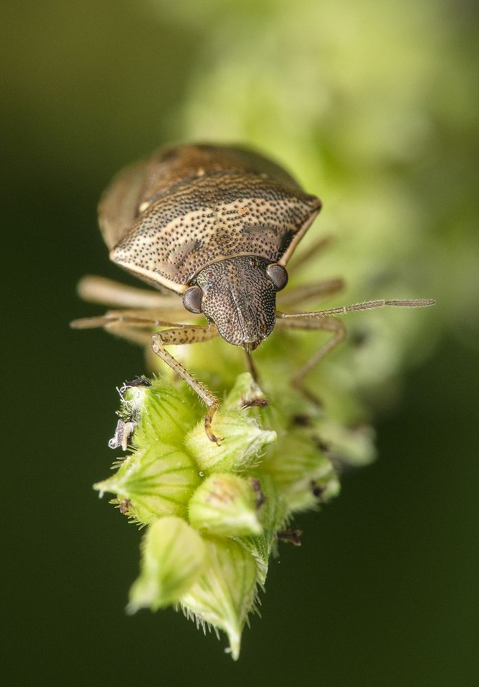 Stink Bug