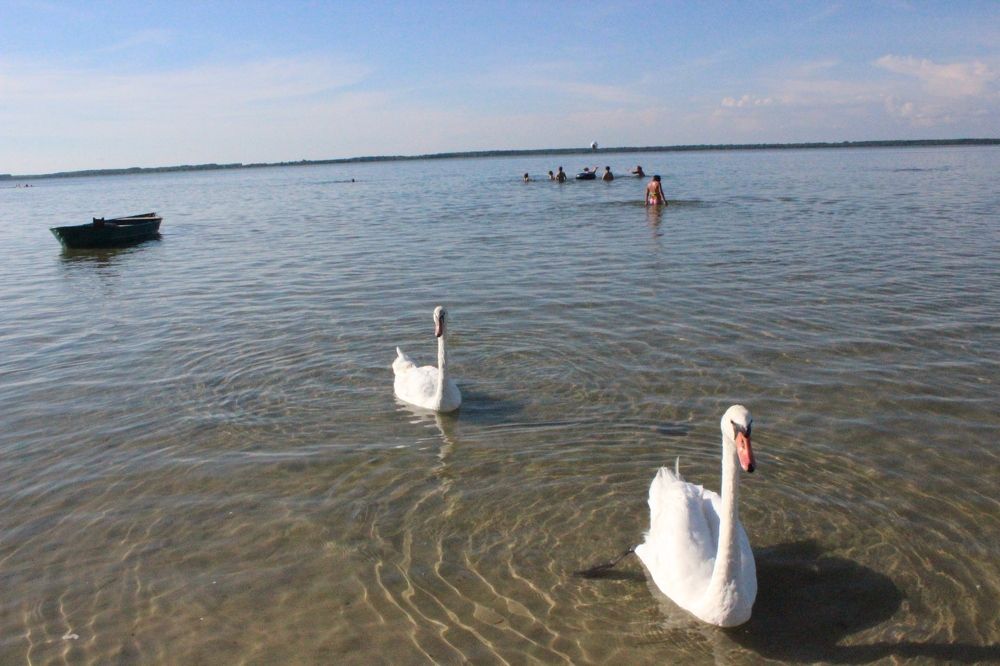 На кормежку к берегу