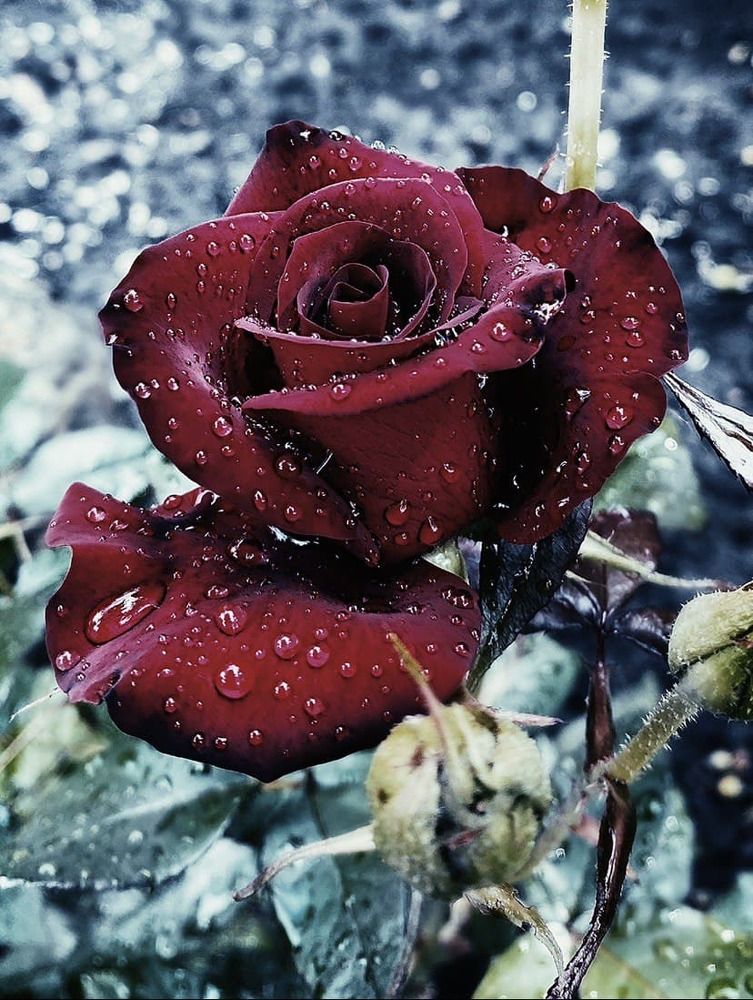 Photograph by Каролина Пайтян