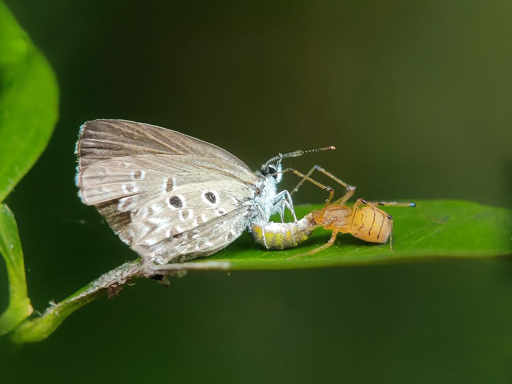 Photograph by Sumanta Kumar Dey