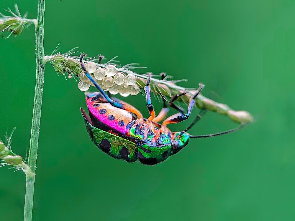 Photograph by Sumanta Kumar Dey