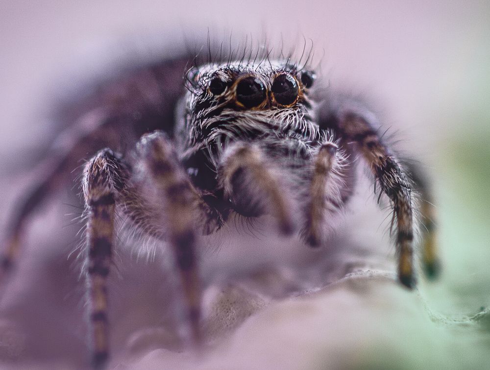 В поисках добычи