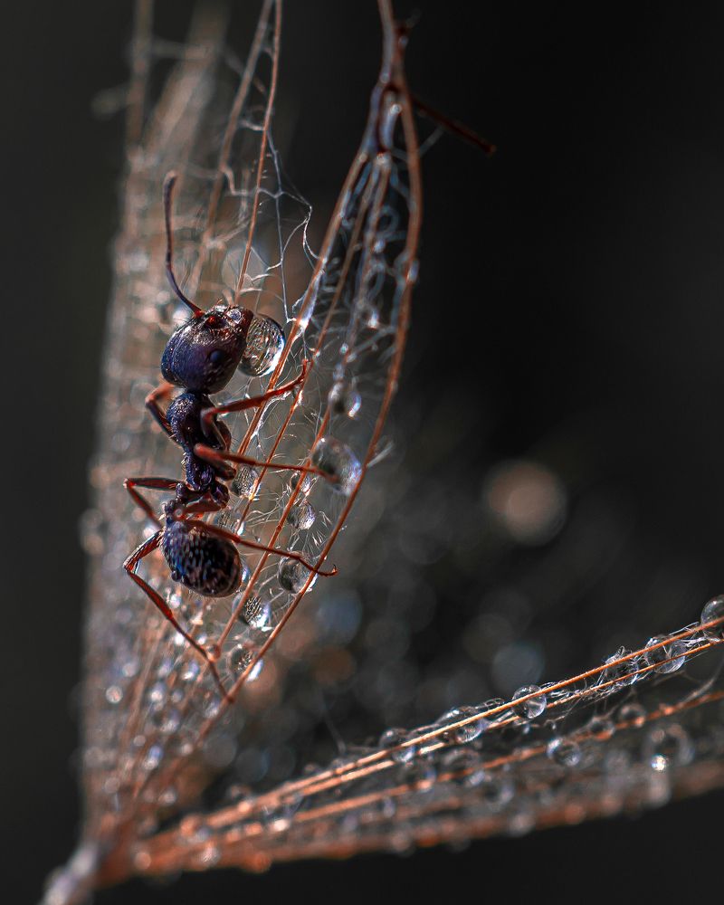 Photograph by Марина Сидоренко