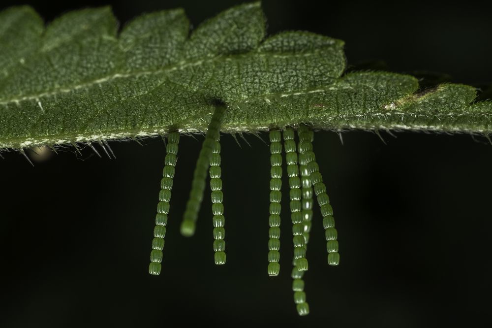 Фотография автора Eimar Kull