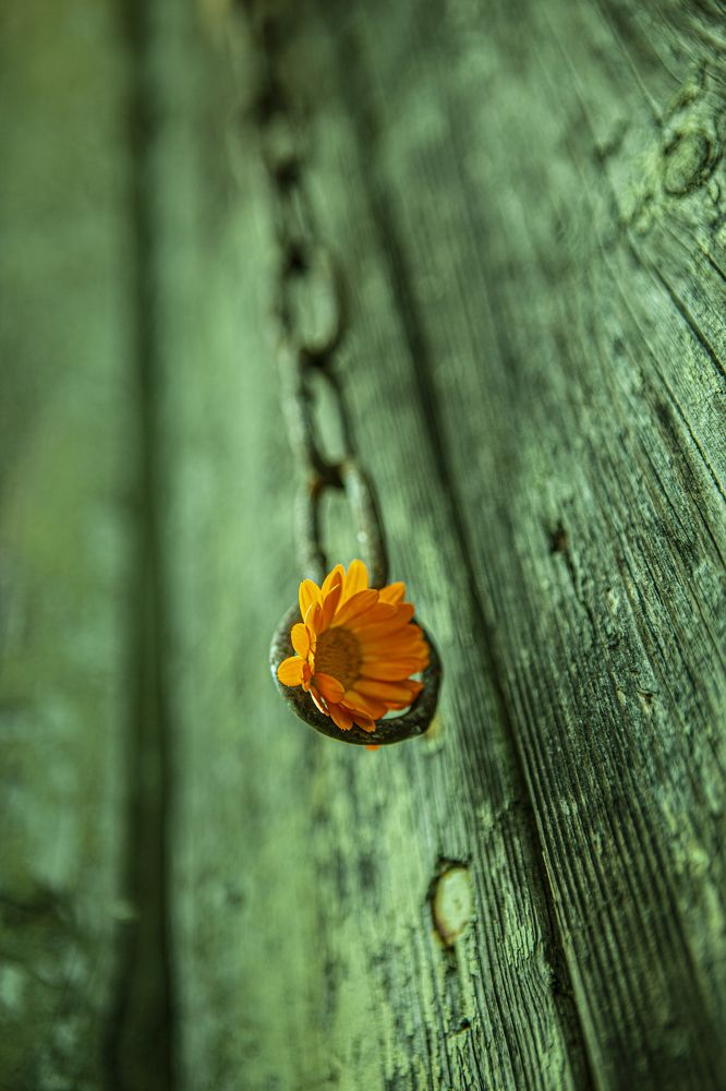 Фотография автора Юлия Капустинская