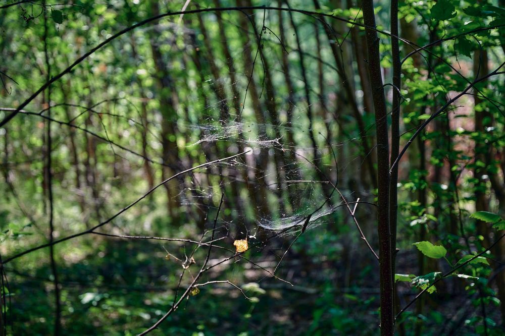 Photograph by Сергей Ветошкин