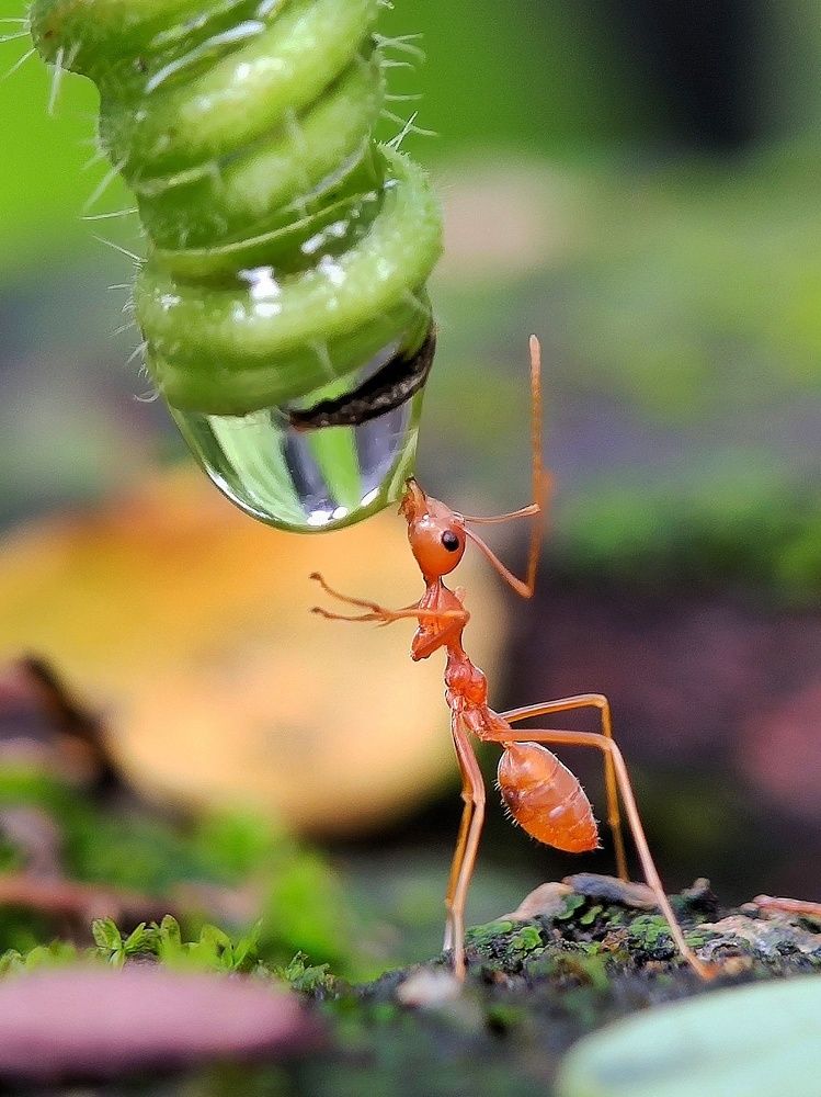 Photograph by Sumanta Kumar Dey