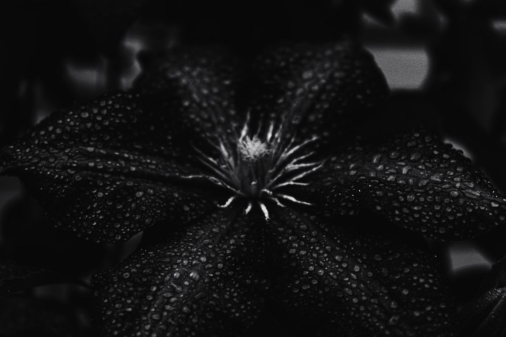 Photograph by Кристина Полякова