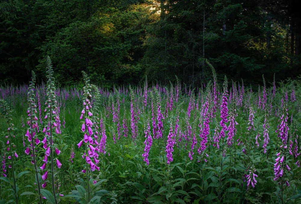 Photograph by LYUDMYLA POKRYSHEN