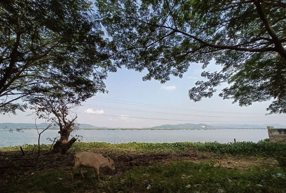 The emerging view of the beautiful lake of "Deepor bill"