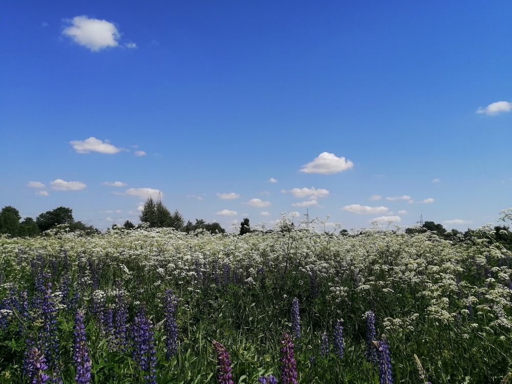 Photograph by Елена Лепешкина